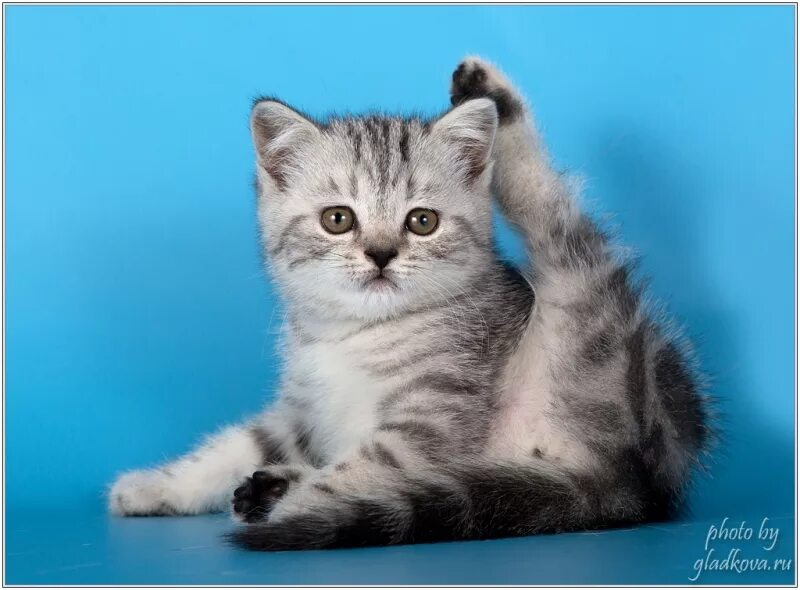 Котенок скоттиш страйт фото Питомник шотландских кошек Елемурри