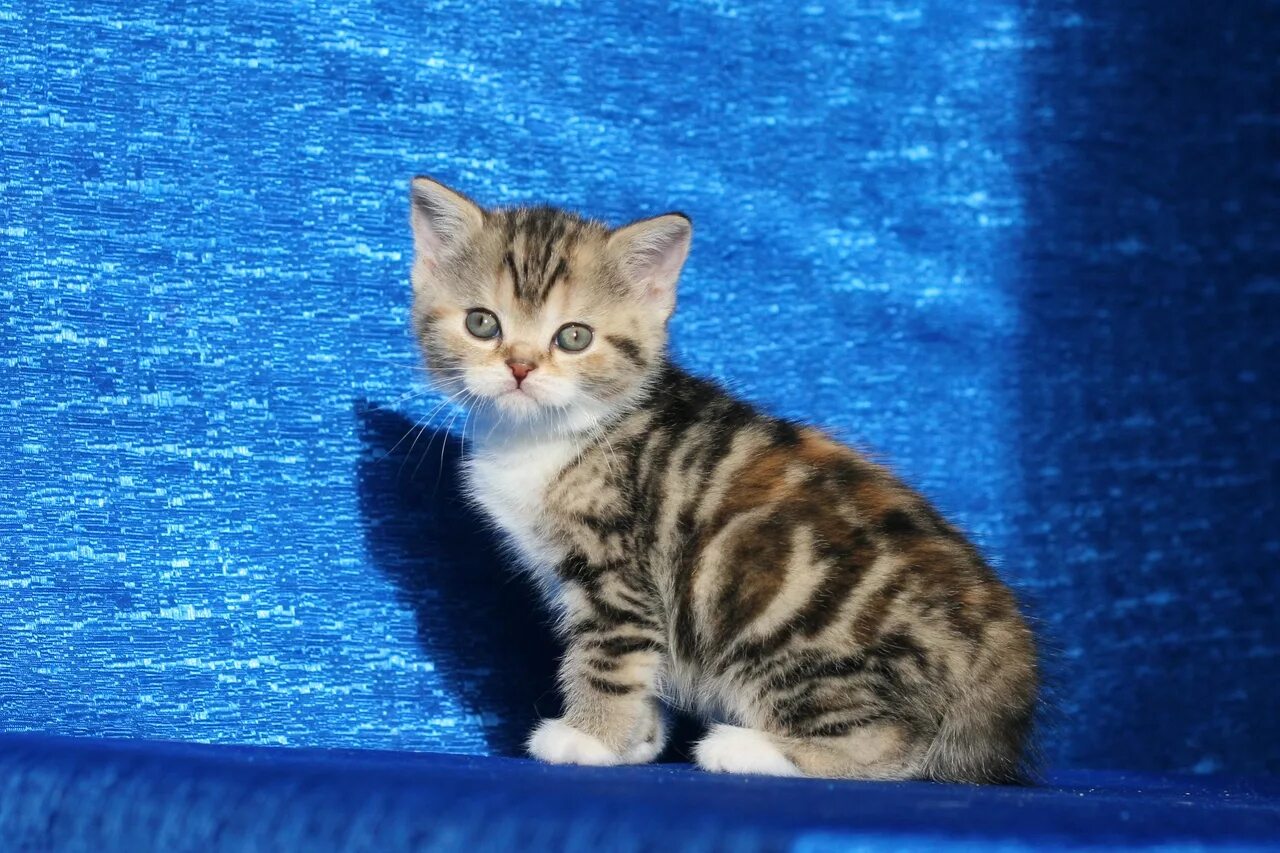 Котенок скоттиш страйт фото Помет W. Шотландские котята носители циннамона, фавна: scottish fold & scottish 