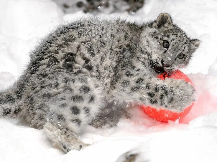 Котенок снежного барса фото riku on Twitter Snow leopard, Cats, Kitty