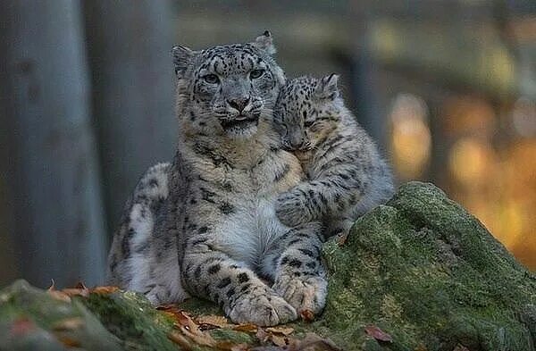 Котенок снежного барса фото Épinglé sur БАРС Animaux beaux, Photo animaux, Photos animaux sauvages