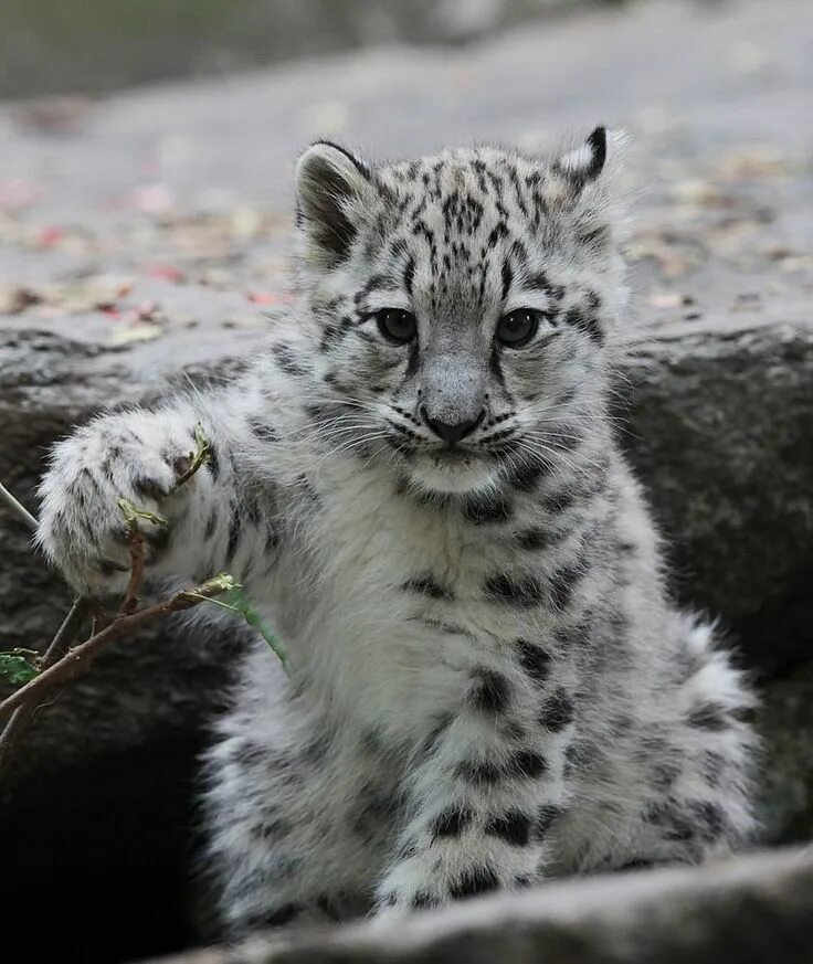 Котенок снежного барса фото Детеныш Барса (28 фото) Leopardo-das-neves, Bichinhos fofos, Animais fofos