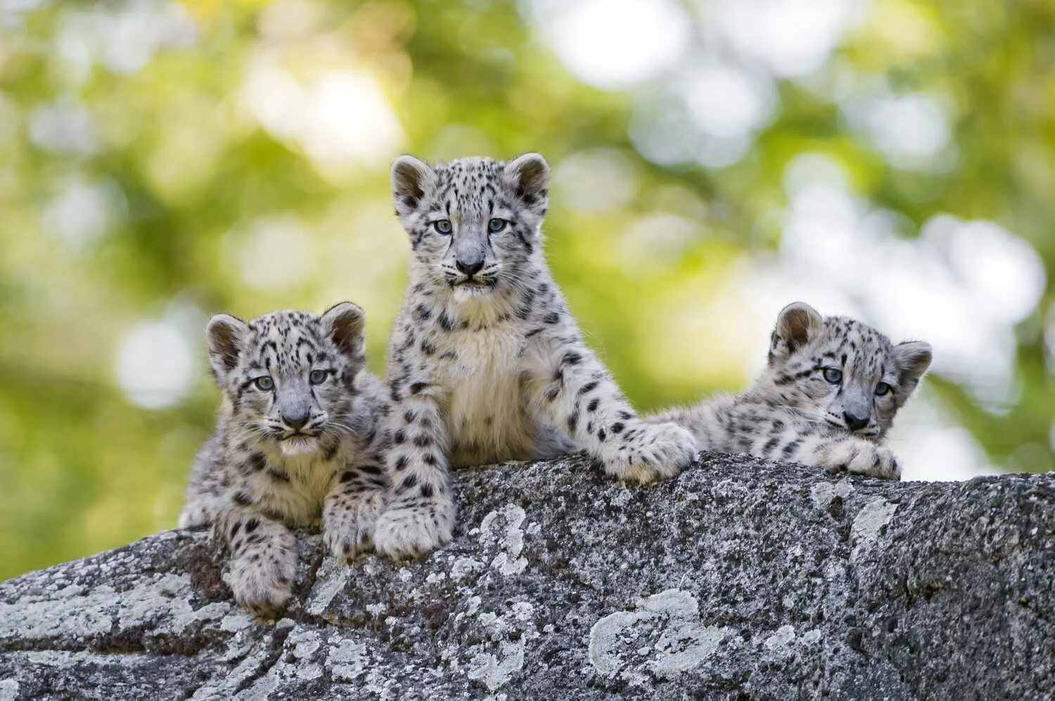 Котенок снежного барса фото Snow Leopard Facts: Behavior, Diet, Habitat, and More