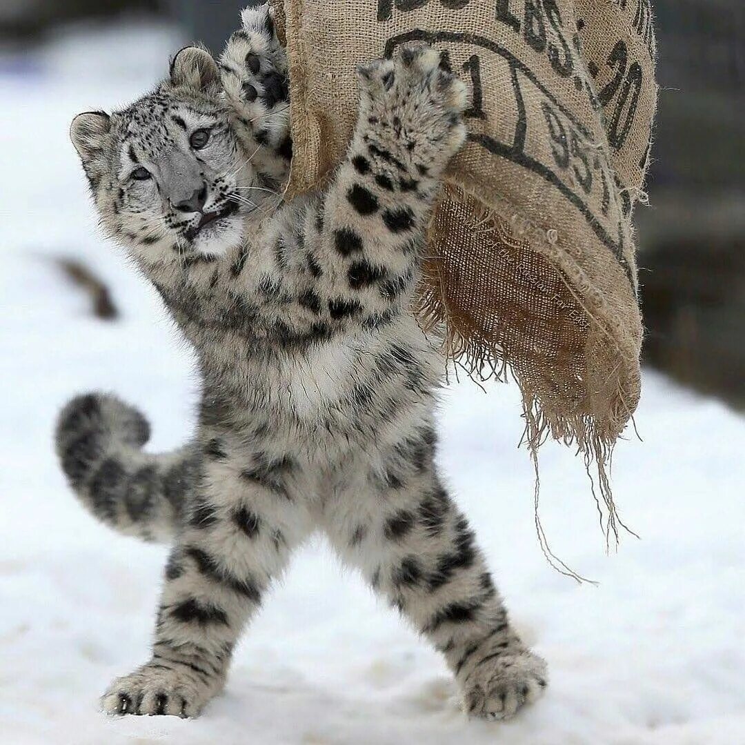 Котенок снежного барса фото Pin on animals