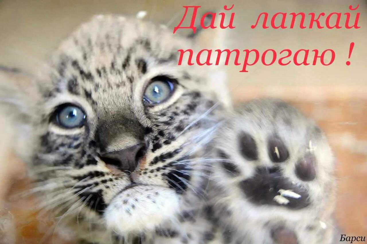 Котенок снежного барса фото Ответы Mail.ru: Написано.. "Руками не трогать"..а чем можно