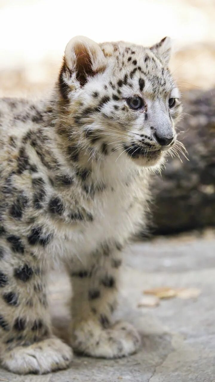 Котенок снежного барса фото Скачать 720x1280 ирбис, котенок, животное, хищник, размытие обои, картинки samsu