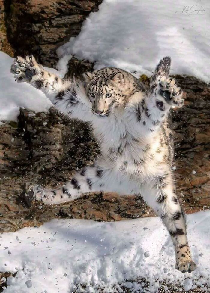 Котенок снежного барса фото Nature Is Freaking Lit": 50 Times People Were Surprised By Nature (New Pics) in 