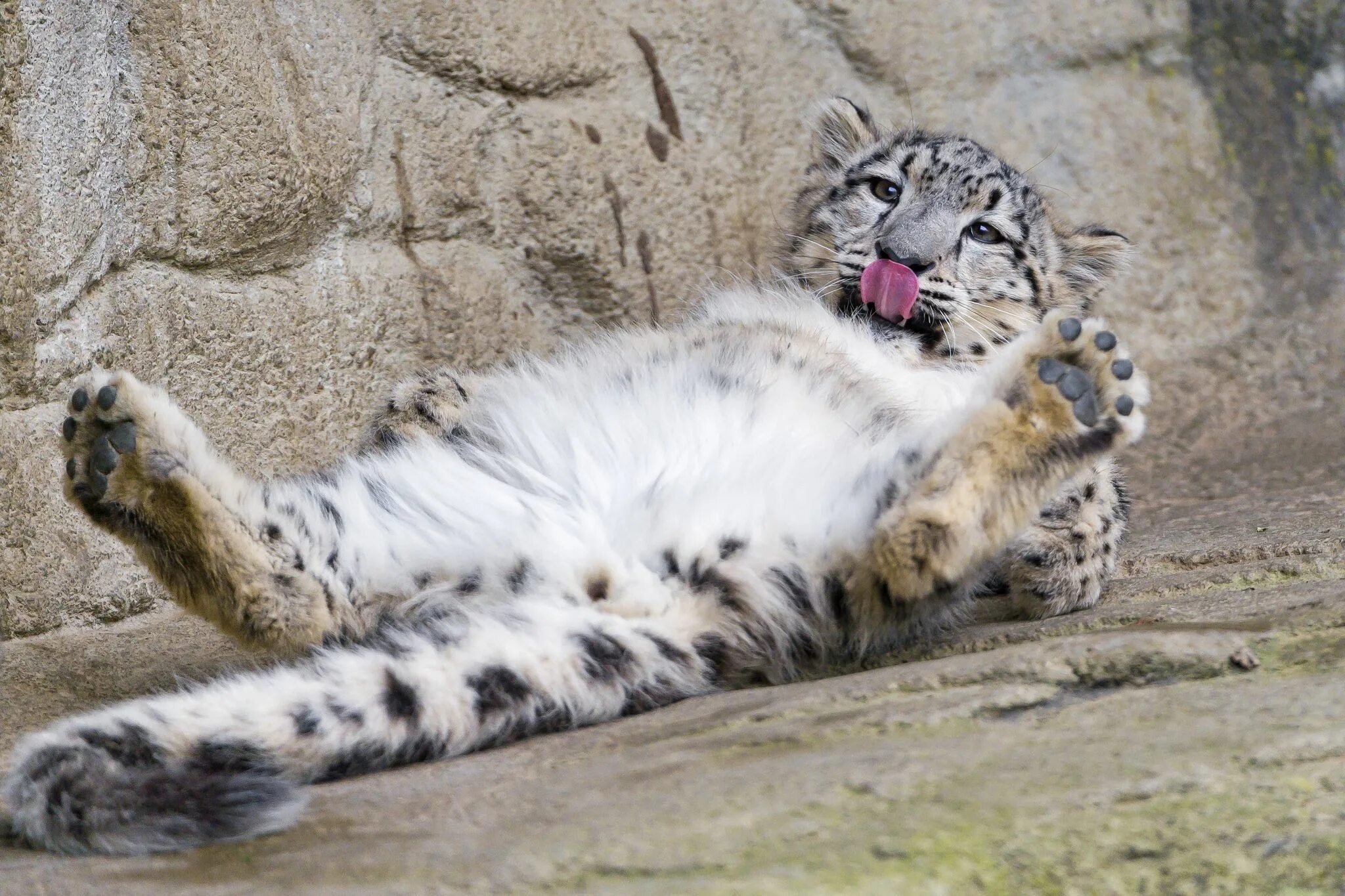 Котенок снежного барса фото Grooming on the back Snow leopard, Leopard pictures, Zoo photos
