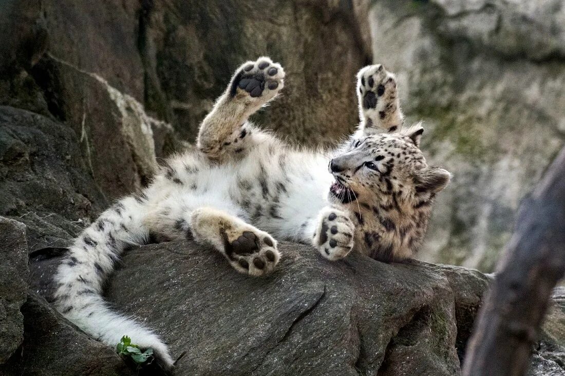 Котенок снежного барса фото Ghost cat' snow leopard debuts at Bronx Zoo Fox News