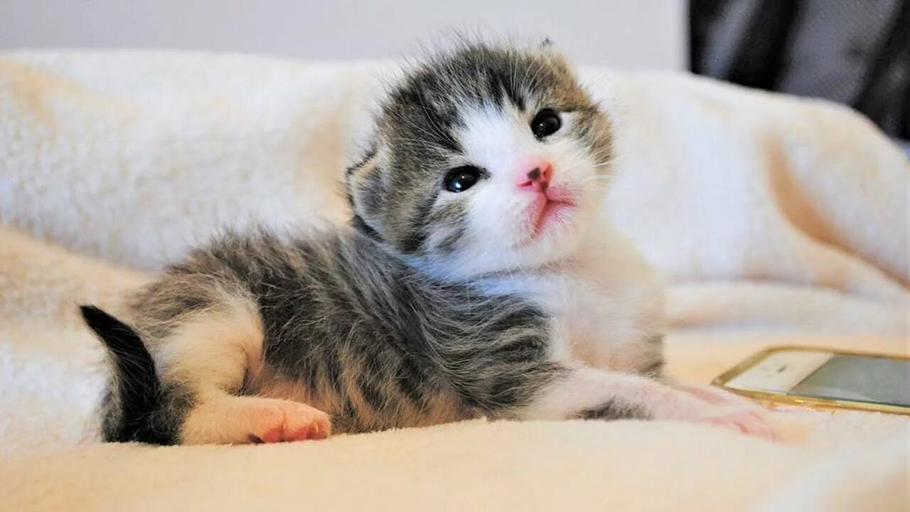 Котенок стармера фото Rescue 2 Tiny Kittens Ware Found Outside Turned To Beautiful And Precious Kitten