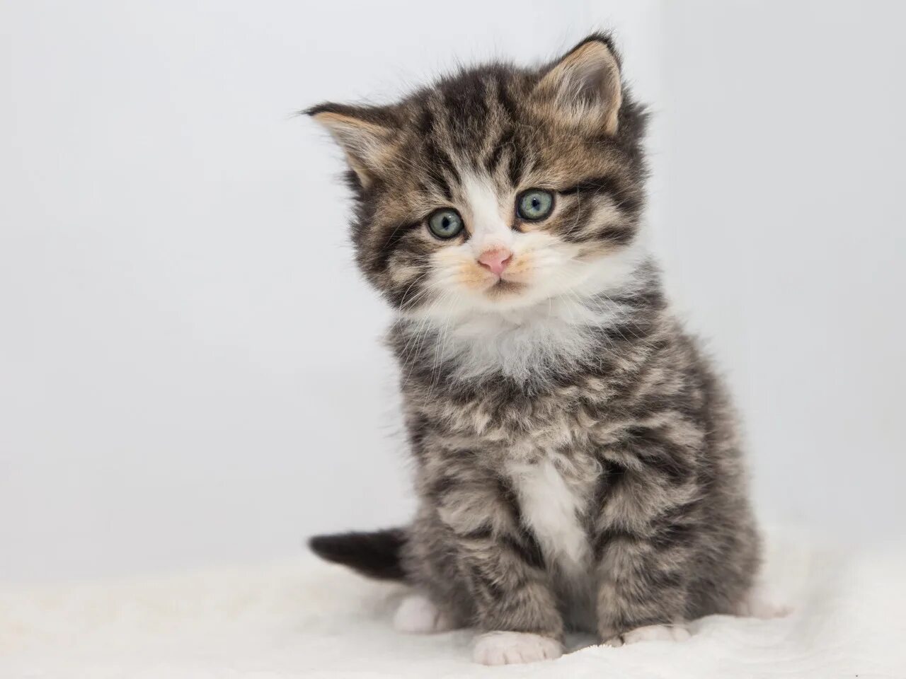 Котенок стармера фото Скачать обои кошка, взгляд, поза, котенок, серый, пушистый, малыш, милый, раздел