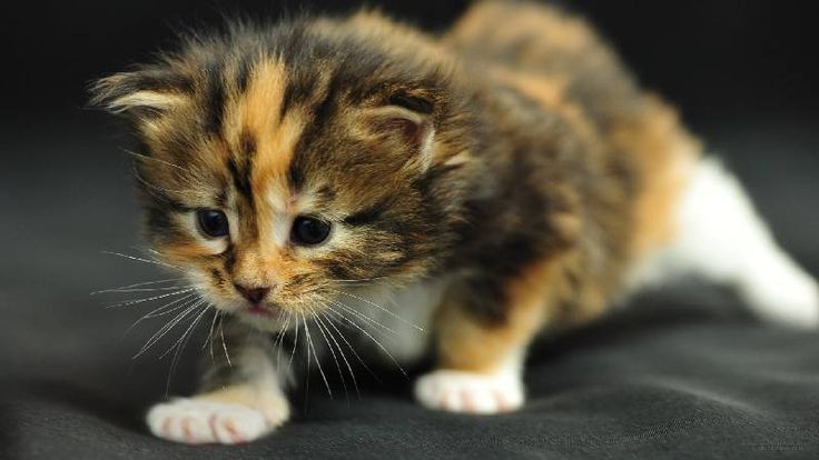 Котенок стармера фото CUTE KITTEN Funny cat pictures, Kittens funny, Cats