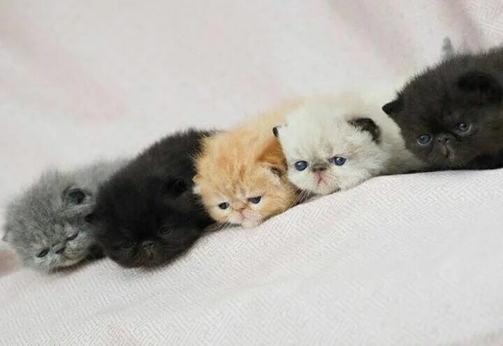 Котенок стармера фото exotic shorthair kittens - a litter of five Gatos, Gatito