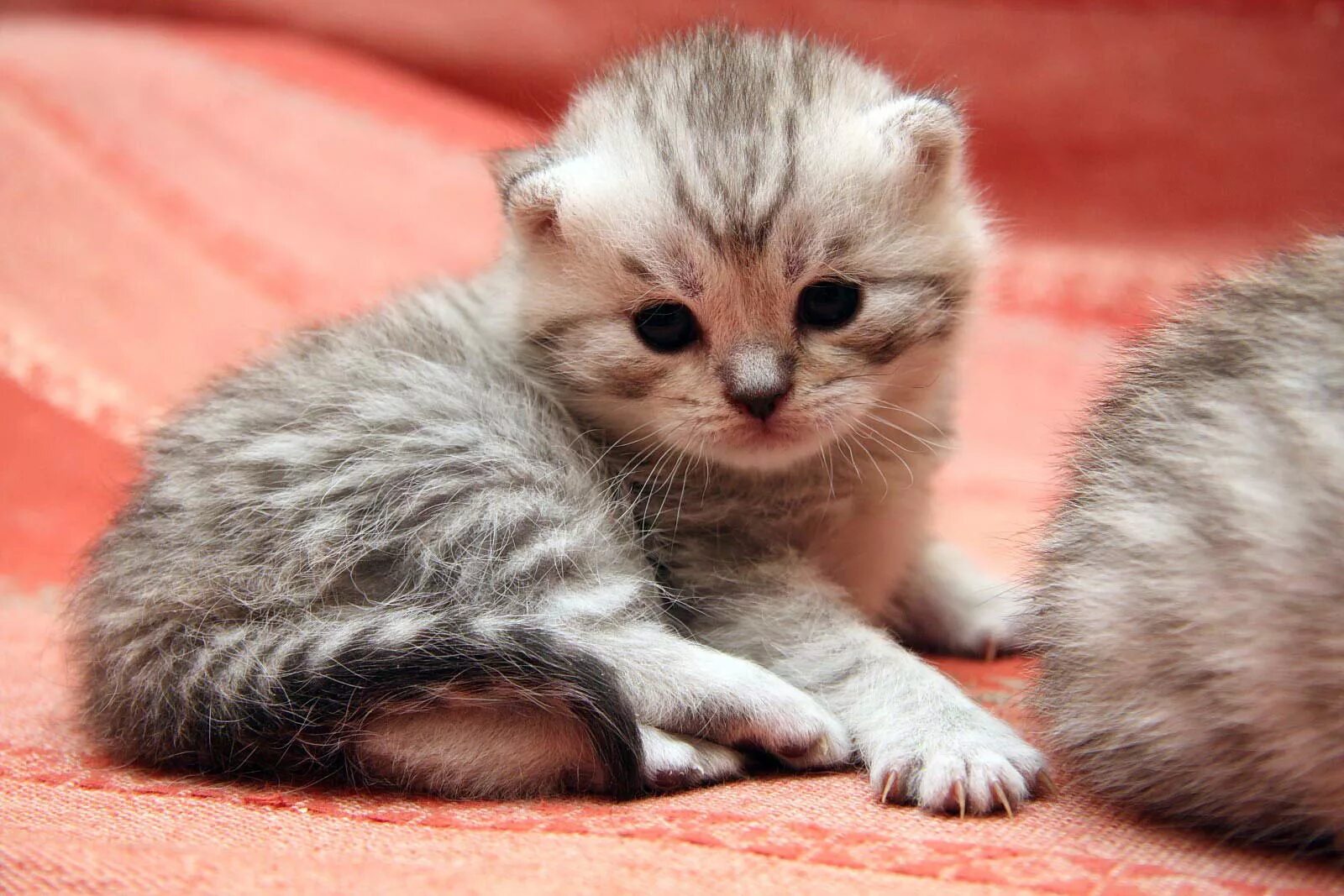 Котенок стармера фото Котенок мальчик британский короткошерстный (британец) черный серебристый тигровы