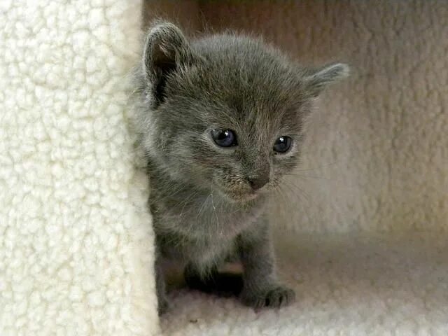 Котенок стармера фото Dr. Goodpet on Twitter Cute cats, Kittens cutest, Kitty