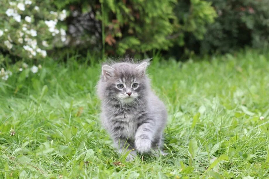 Котенок стармера фото Сибирская кошка котят маленьких - картинки и фото koshka.top