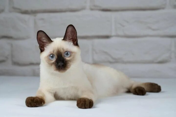 Котенок тайской породы фото Неактивно
