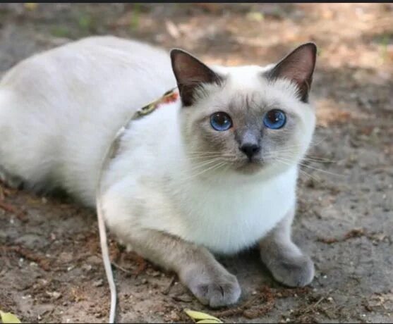 Котенок тайской породы фото Собаки Приют - Животные - OLX.kz