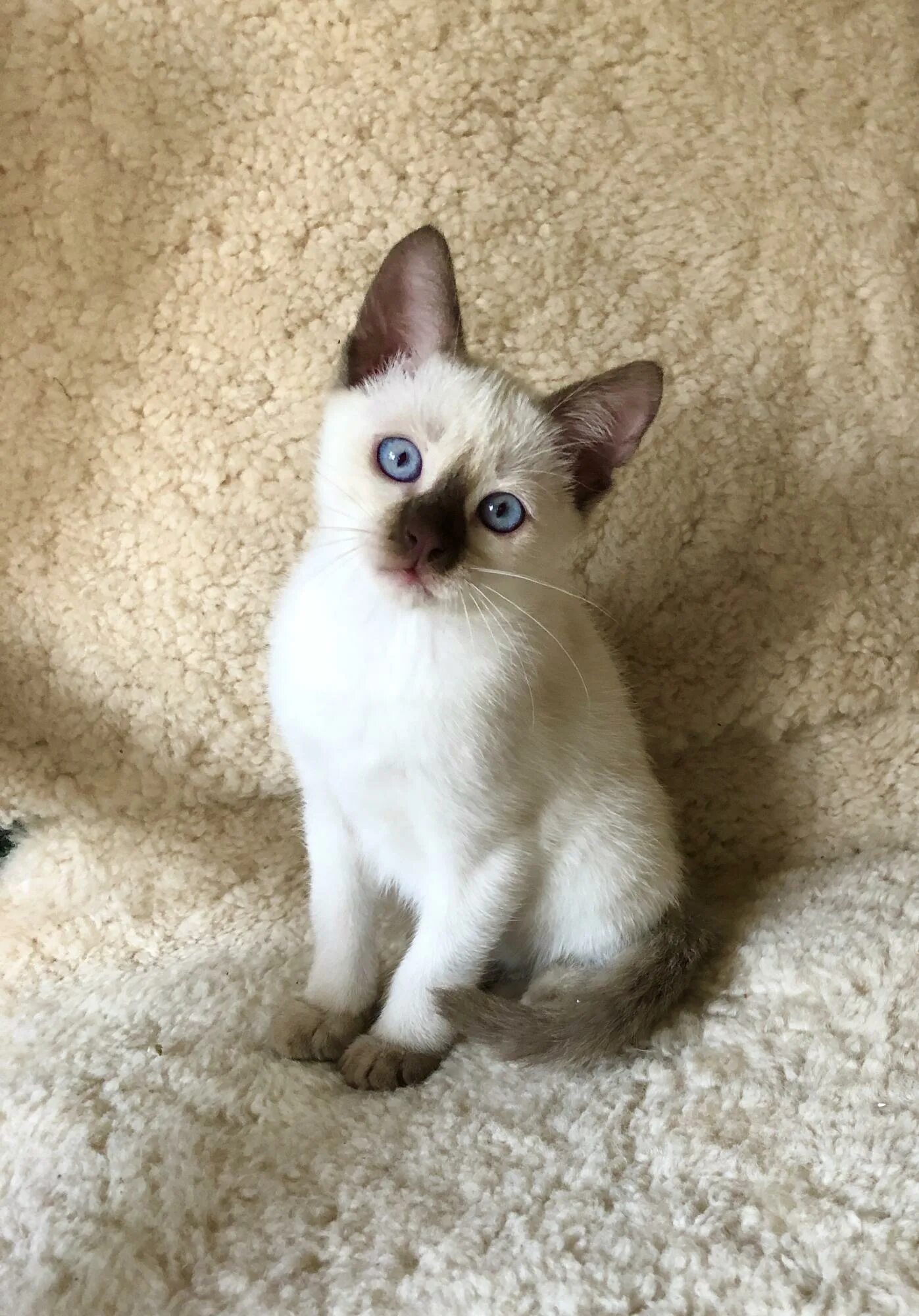 Котенок тайской породы фото Тайские котята на продажу по цене 18000 ₽ в Москве - объявление № 45840 на сайте