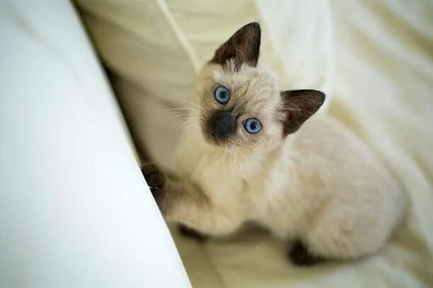 Котенок тайской породы фото Check it out! Love Cats? Visit us by clicking active link on our bio/profile. #c