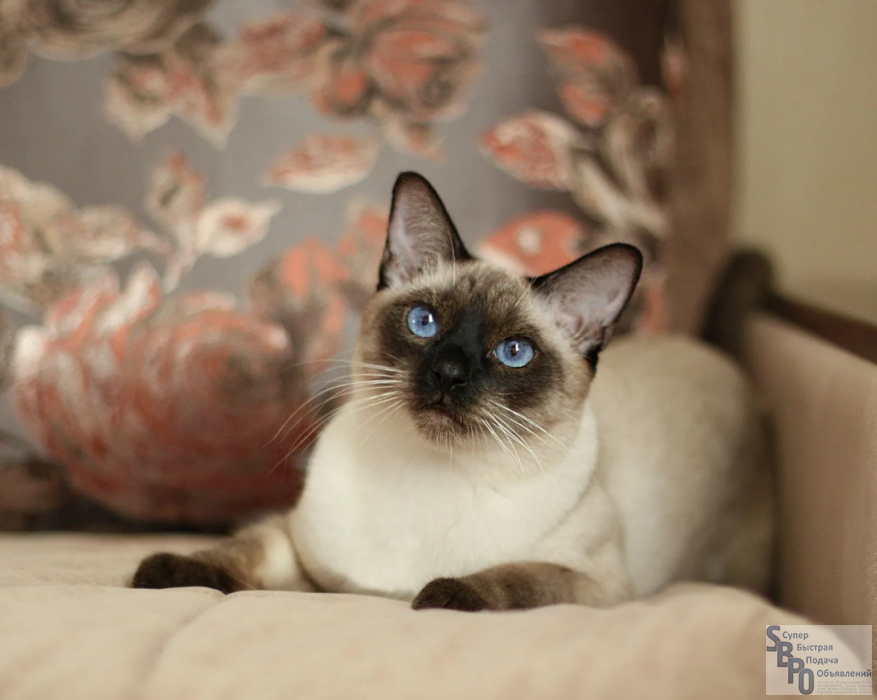 Котенок тайской породы фото Уход за тайскими кошками