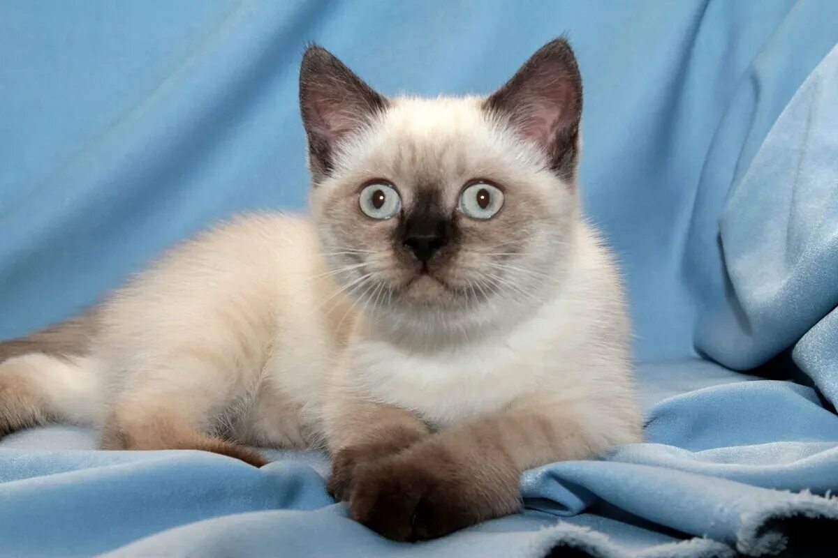 Котенок тайской породы фото 10 самых редких пород кошек в мире (с фотографиями) Кругозор Питомцев Дзен