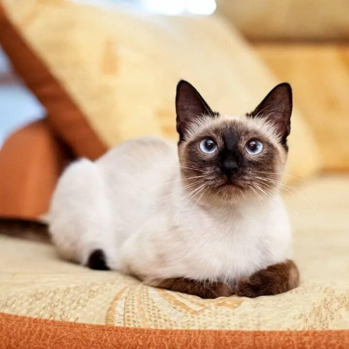 Котенок тайской породы фото Тайская кошечка в добрые руки - купить, бесплатно, продано 25 июня 2018 - Кошки
