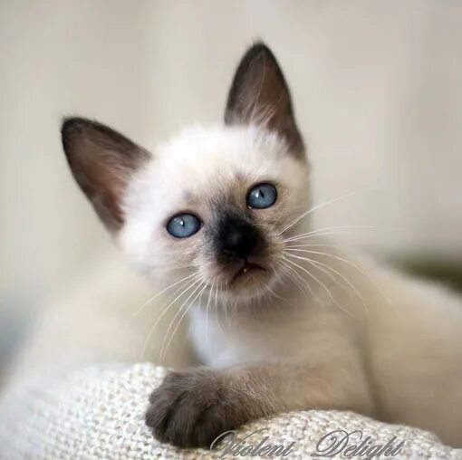 Котенок тайской породы фото Картинки ТАЙСКИЙ СИАМСКИЙ КОТЕНОК