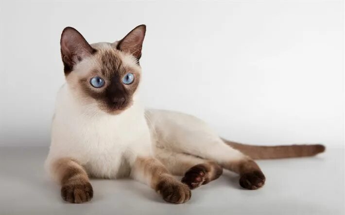 Котенок тайской породы фото Download wallpapers Thai cat, light brown cat, 4k, pets, Siamese cats, cute anim