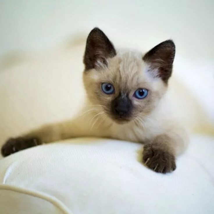 Котенок тайской породы фото Guia de raças: Siamês - Dra. Mei Nombres para gatas, Razas de gatos, Gatos bonit