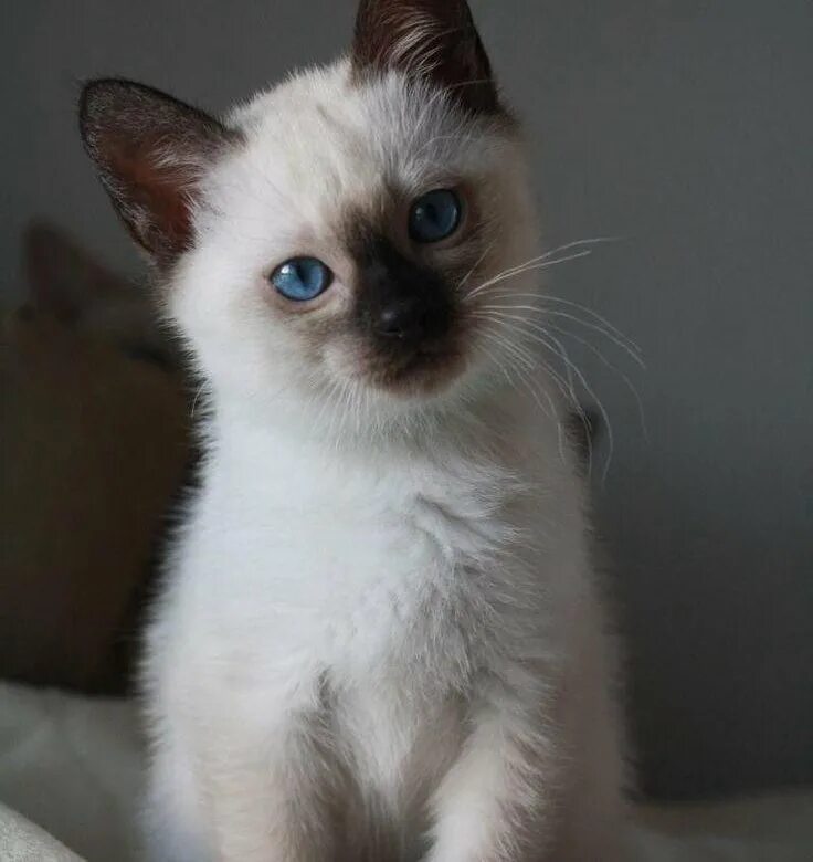 Котенок тайской породы фото сиамская кошечка - купить в Хабаровске, цена 2 500 руб., продано 27 августа 2022