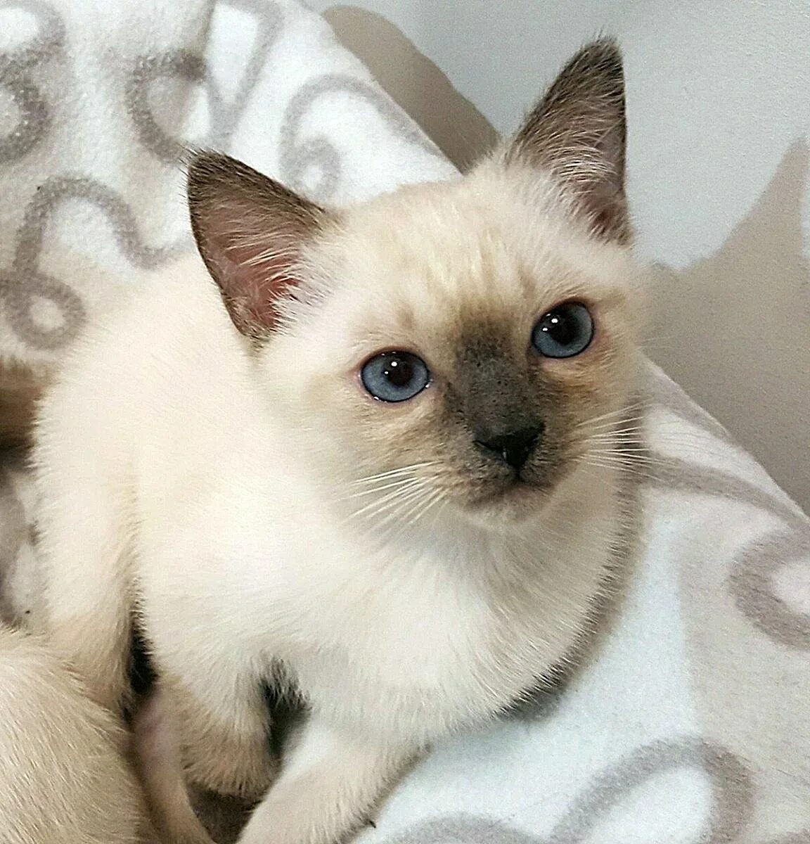 Котенок тайской породы фото Тайского котенка - Тайский котенок. tre-i-dnr.ru
