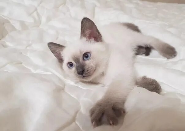 Котенок тайской породы фото Фотографии на стене сообщества - Фотография 1 из 80 ВКонтакте