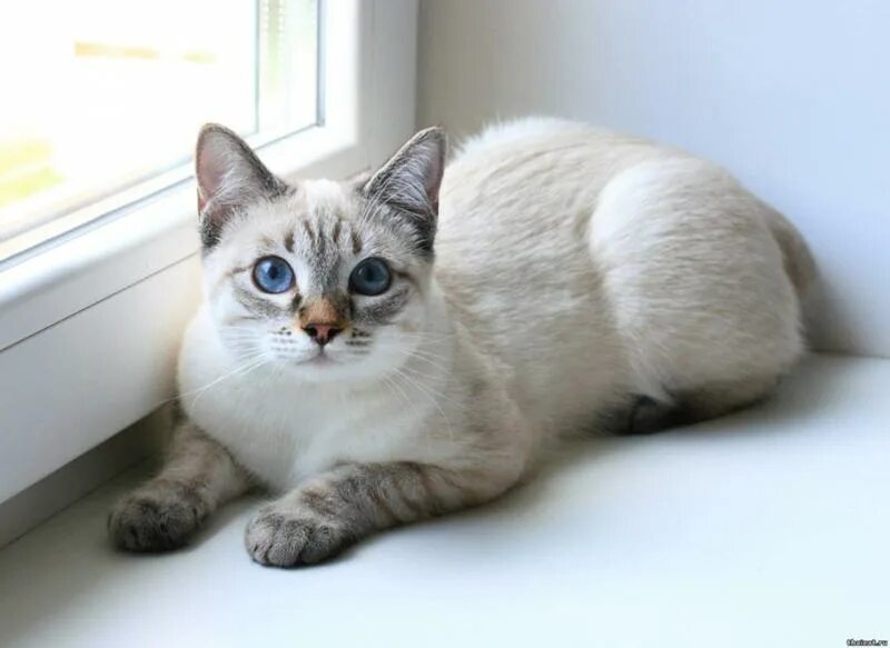Котенок тайской породы фото Ответы Mail.ru: Добрый день! подскажите пожалуйста породу кошки. Тело кофе с мол