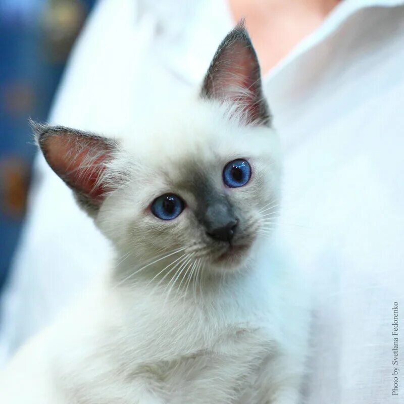 Котенок тайской породы фото Тайские котята Питомник Sanchitos Санкт- Петербург - ТАЙСКИЕ КОШКИ. ПРОФИ - ПОРТ