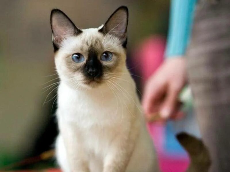 Котенок тайской породы фото Тайская кошка: описание внешности и характера породы, уход за питомцем и его сод