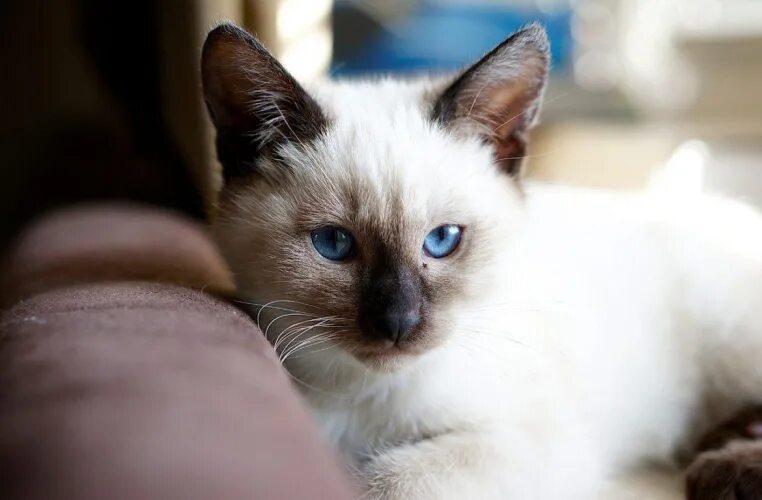 Котенок тайской породы фото Тайская - купить кошек в Санкт-Петербурге, цены на кошек породы тайская Страница