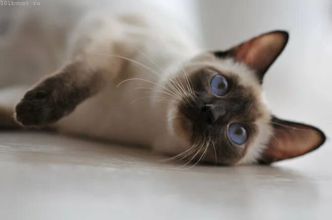 Котенок тайской породы фото Чем отличается сиамская от тайской породы кошек * FONDYARDEM.RU