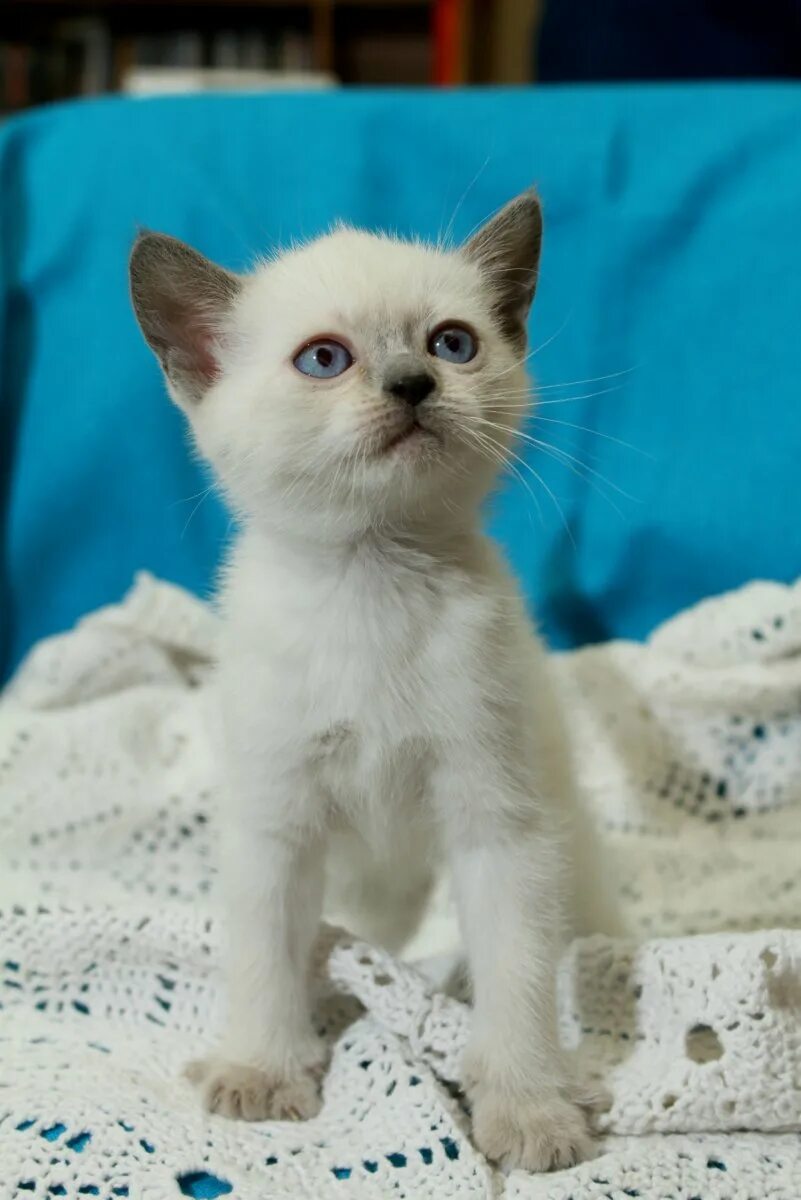 Котенок тайской породы фото Тайские котята - фото онлайн на oir.mobi