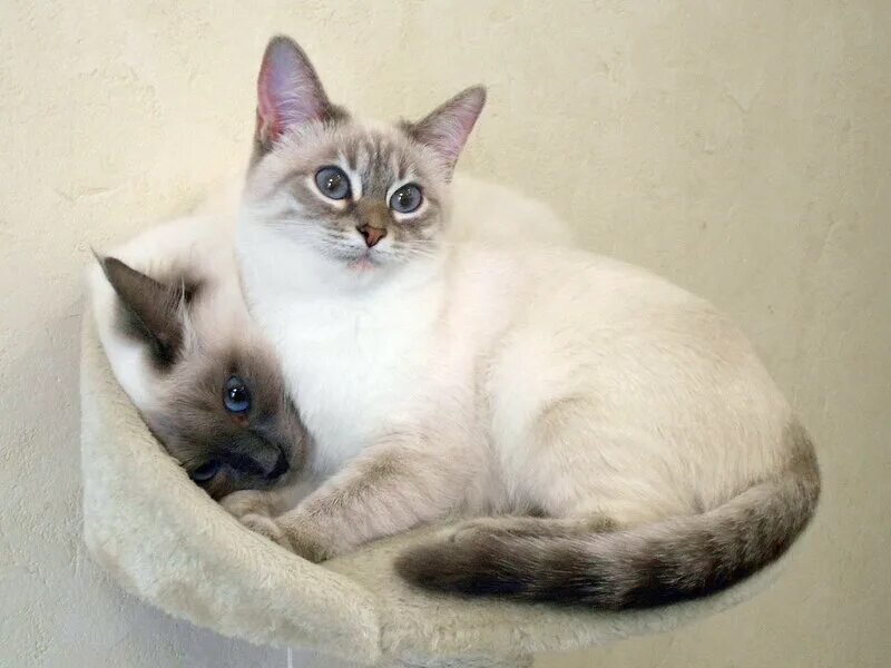 Котенок тайской породы фото Питомник тайских кошек "Тайский Прайд", г.Москва - Страница 37 - ТАЙСКИЕ КОШКИ. 