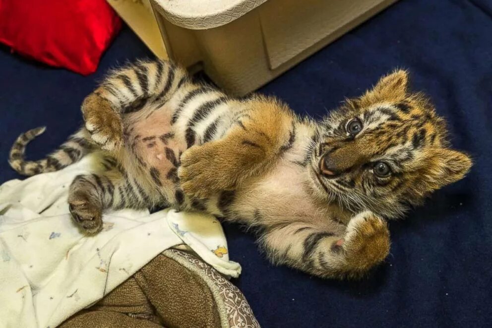 Котенок тигра фото California man who tried smuggling in tiger cub from Mexico gets 6 months in pri