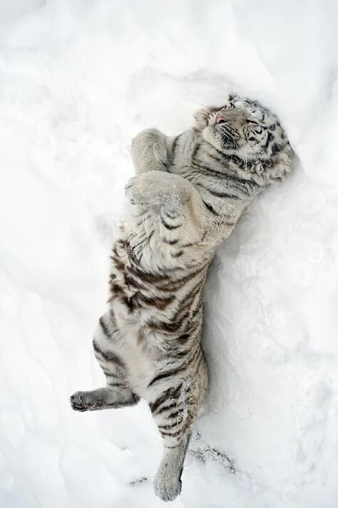 Котенок тигра фото 10 популярных идей на тему "tiger in the snow" для вдохновения