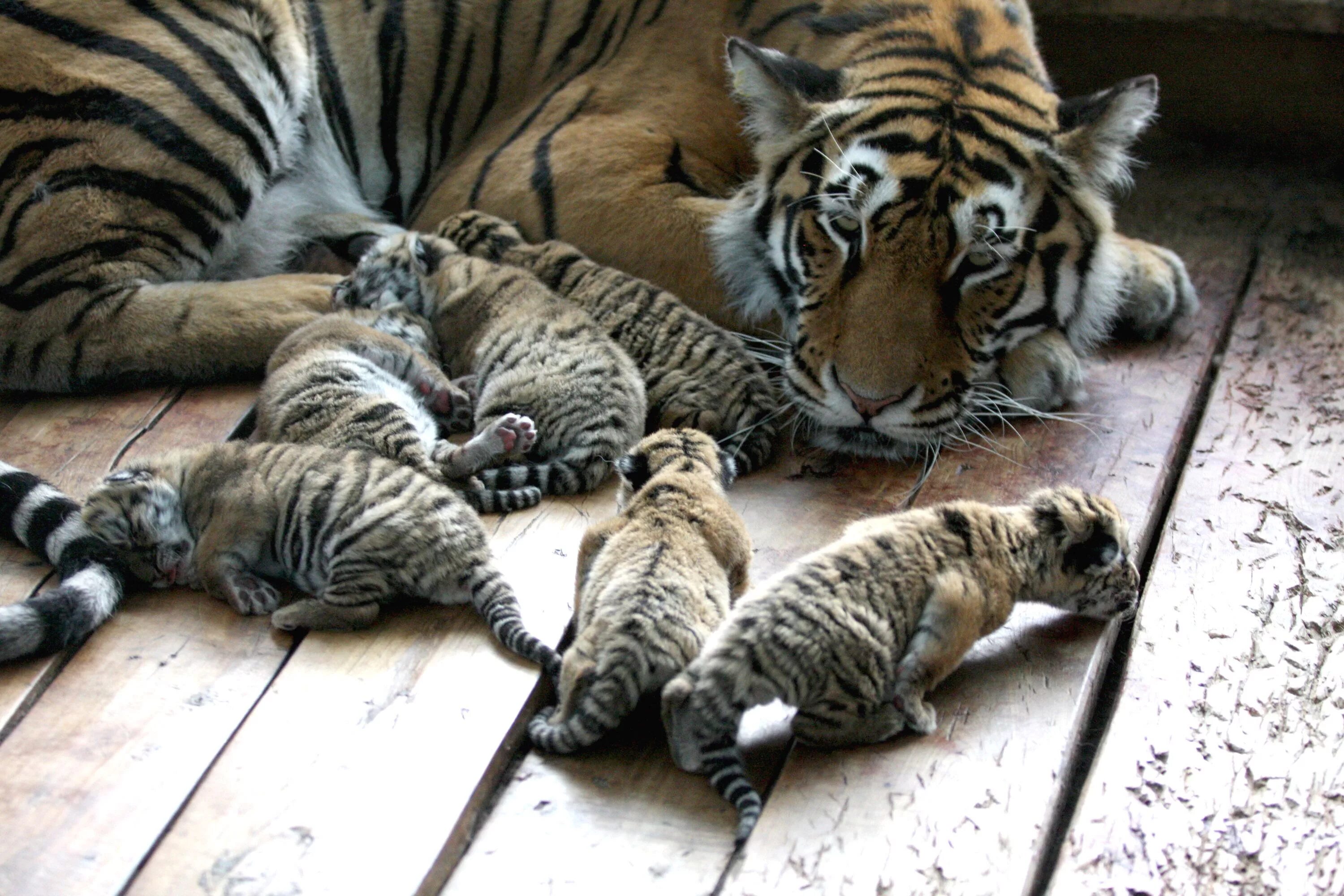 Котенок тигра фото Whoa, Mama! Tiger Gives Birth to Six Cuddly Cubs Cute wild animals, Animals beau