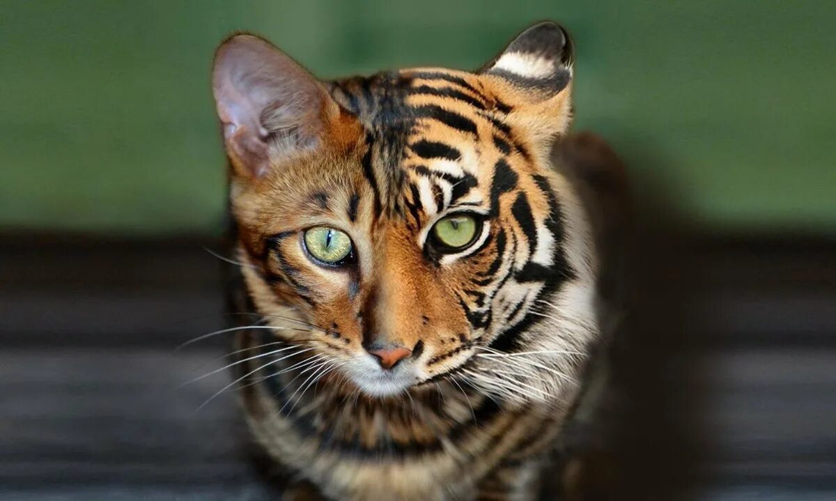Котенок тигра фото Бог создал кошку, чтобы у человека был тигр, которого можно погладить (Виктор Гю