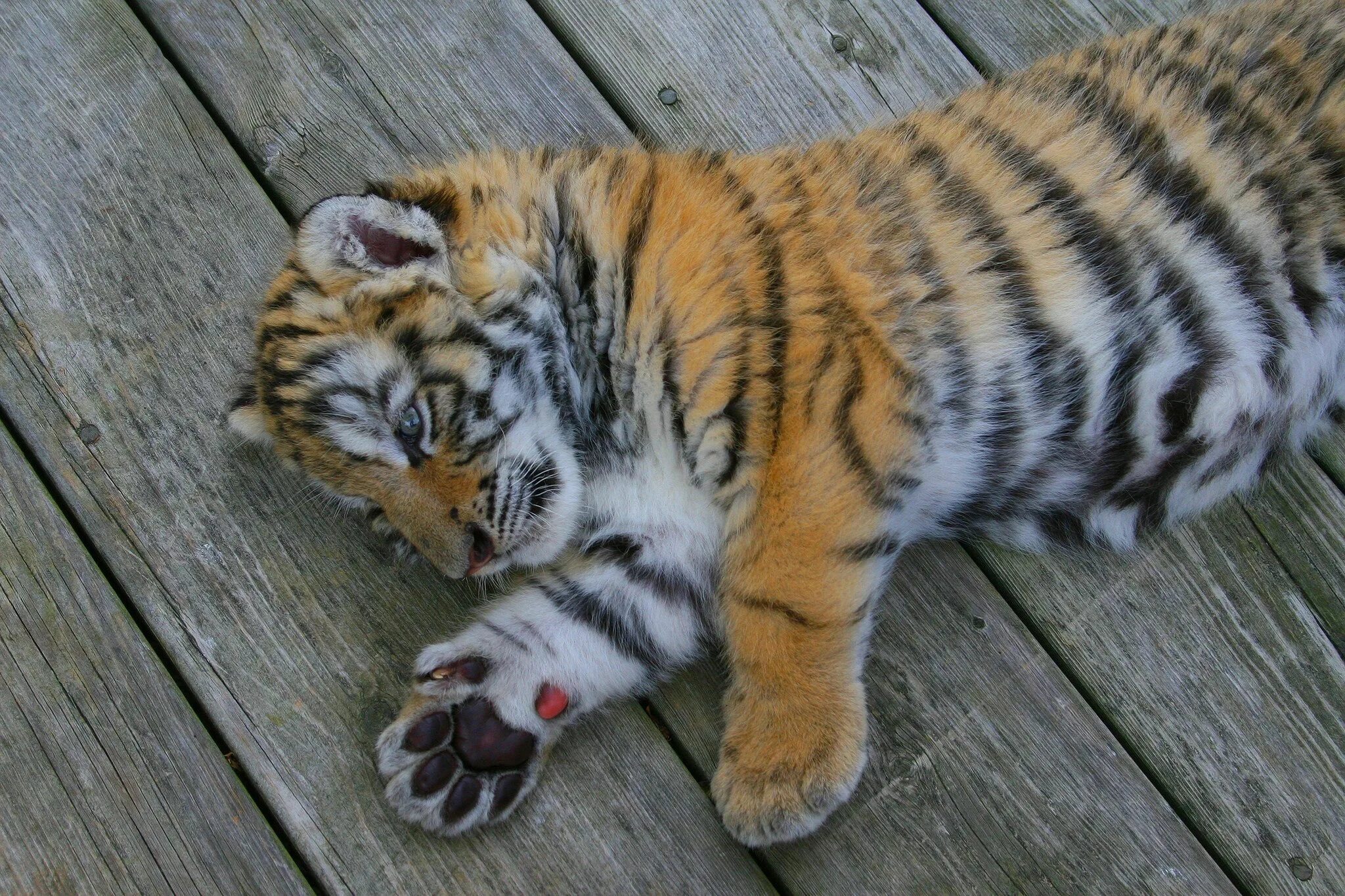 Котенок тигра фото Tiger Cub Tiger cub, Cute tiger cubs, Cute little animals