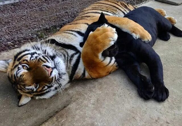 Котенок тигра фото Pin on MᎽ TUMᏰLR Black jaguar, Black jaguar white tiger, White tiger