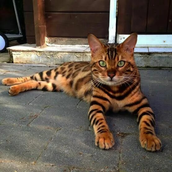 Котенок тигра фото Pin by VoltNation on TOPCATS Bengal cat, Cat fur, Spotted cat