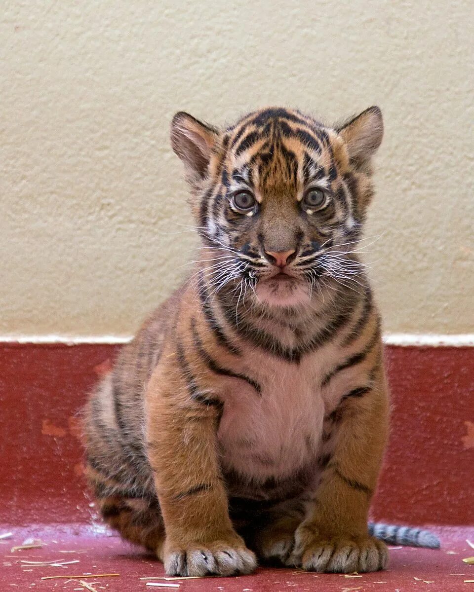 Котенок тигра фото Zoo Born Baby animals, Cute baby animals, Endangered tigers