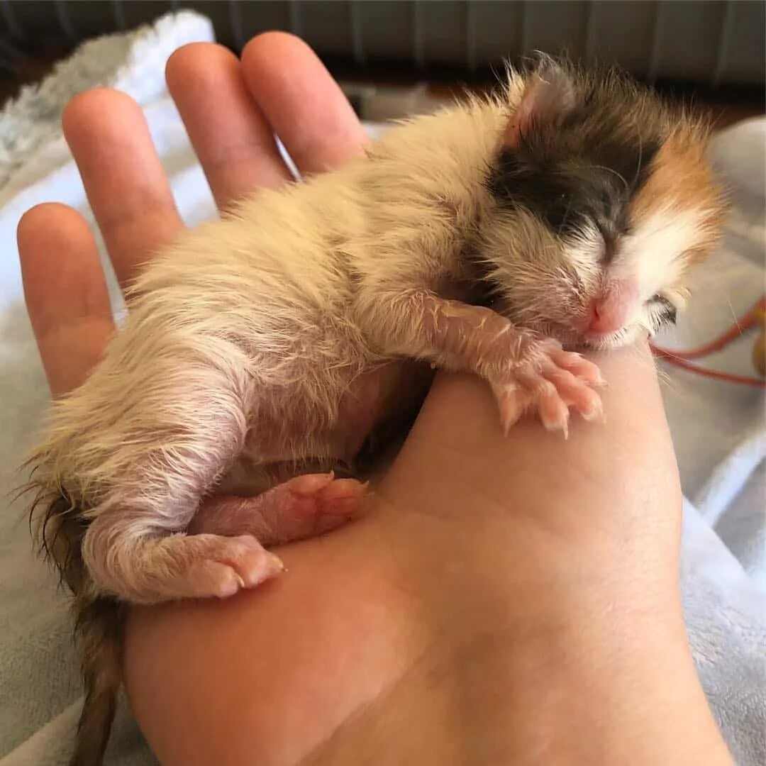 Котенок только родился фото Two Bonded Preemie Kittens Fought Just To Survive; Now The Adorable Pair Are Up 