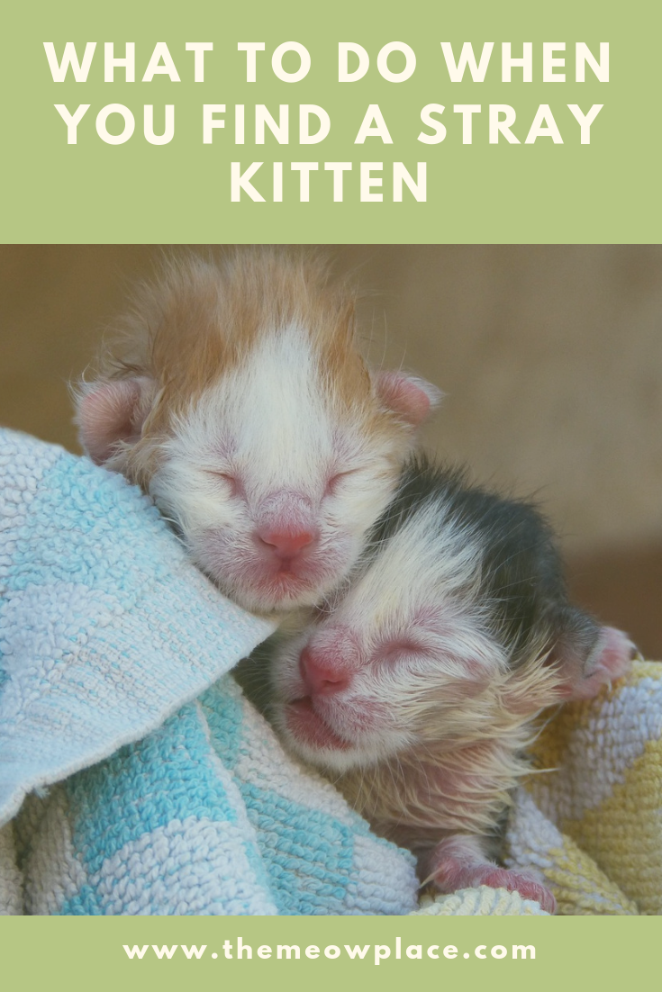 Котенок только родился фото Pin on Cat Care