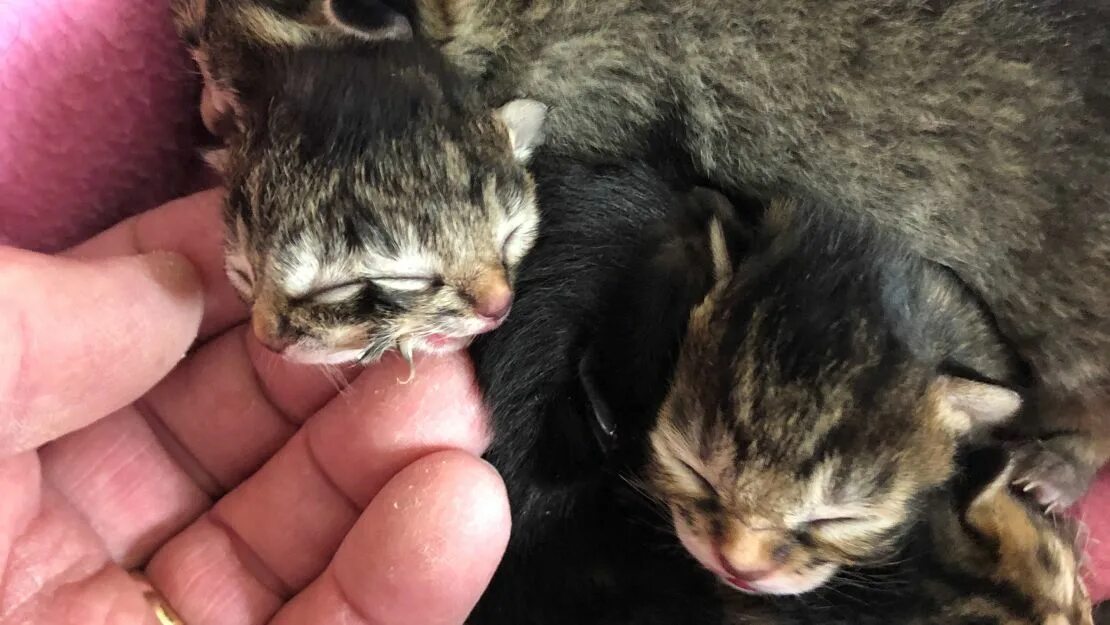 Котенок только родился фото Kitten born with two faces - meet Biscuits and Gravy CNN